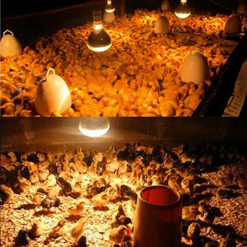 Application of 250w heat lamp bulb Application of 250w heat lamp bulb